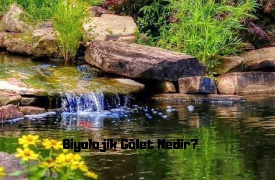 Biyolojik gölet nedir